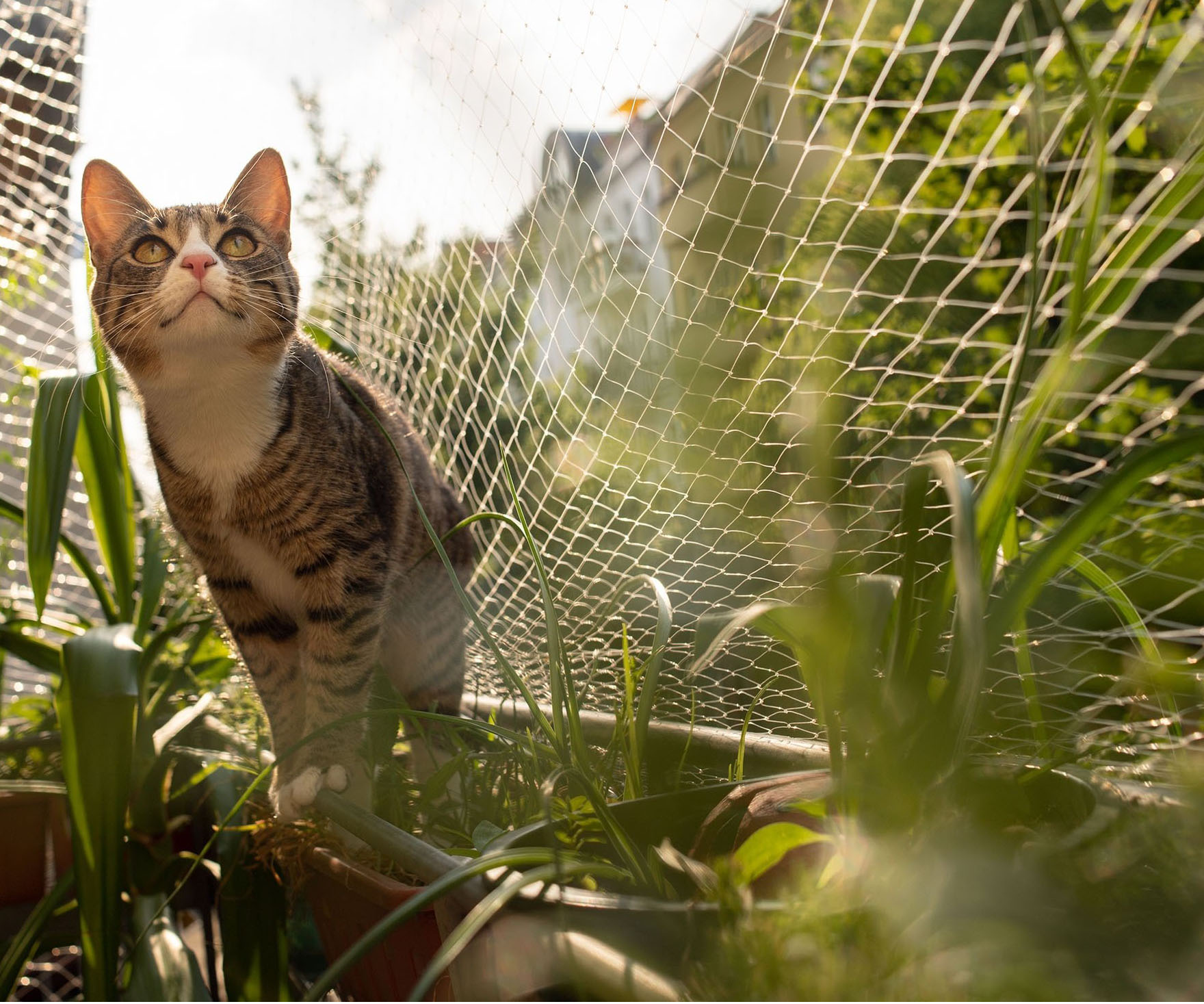 Cat Net Installation Mumbai